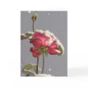Snow Rose - red rose with snow cover cards