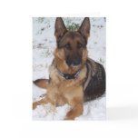 Snow Shepherd cards