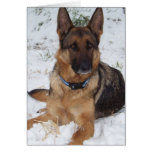 Snow Shepherd Card