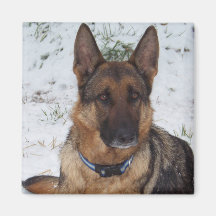 Snow Shepherd Magnet