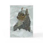 Snow Squirrel cards