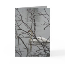 Snow White Cards