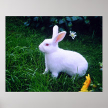SNOW WHITE EASTER BUNNY POSTERS