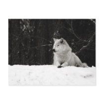 Snow Wolf Postcard