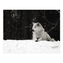 Snow Wolf Postcard