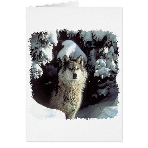 Snow Wolf  Wolves Cards