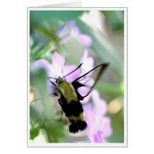 Snowberry Clearwing Hummingbird Moth Cards