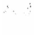 snowboard. board with birds. fade. t-shirts