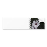 Snowdrift Aster Bumper Sticker