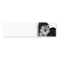 Snowdrift Aster Bumper Sticker