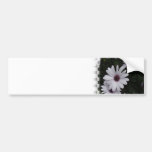 Snowdrift Aster Bumper Sticker