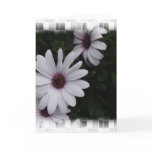 Snowdrift Aster Greeting Card