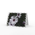 Snowdrift Aster Greeting Card