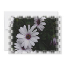 Snowdrift Aster Invitation