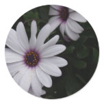 Snowdrift Aster Sticker