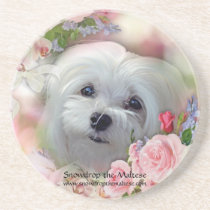 Snowdroop the Maltese Coaster