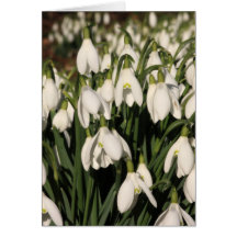 Snowdrop Card