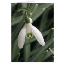 Snowdrop Cards