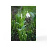 Snowdrop Greeting Card | Grusskarte Schneegloeckch