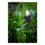 Snowdrop Greeting Card | Grusskarte Schneegloeckch