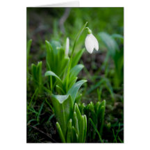 Snowdrop Greeting Card | Grusskarte Schneegloeckch
