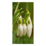 Snowdrop Photocard