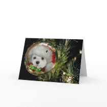 Snowdrop the Maltese at Christmas cards