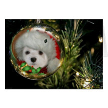 Snowdrop the Maltese at Christmas Card