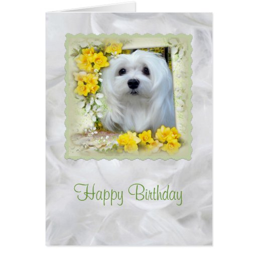 Snowdrop the Maltese Birthday Card Zazzle