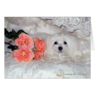Maltese Birthday Cards &amp; Invitations | Zazzle.co.uk