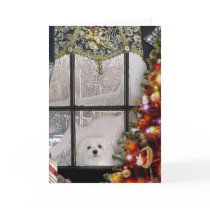 Snowdrop the Maltese Christmas Card