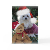 Snowdrop the Maltese Christmas Card
