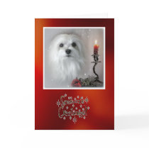 Snowdrop the Maltese Christmas Card