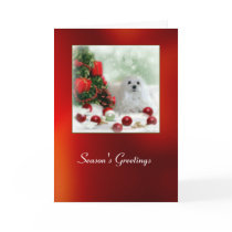 Snowdrop the Maltese Christmas Card