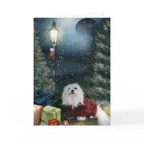 Snowdrop the Maltese Christmas Card