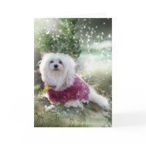 Snowdrop the Maltese Christmas Card