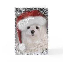 Snowdrop the Maltese Christmas Card