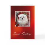 Snowdrop the Maltese Christmas Card