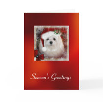 Snowdrop the Maltese Christmas Card