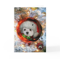 Snowdrop the Maltese Christmas Card