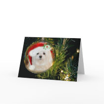 Snowdrop the Maltese Christmas Card