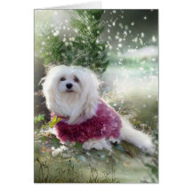 Snowdrop the Maltese Christmas Card