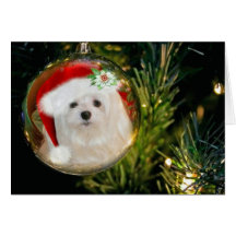 Snowdrop the Maltese Christmas Card