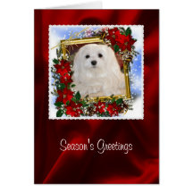 Snowdrop the Maltese Christmas Card