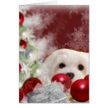 Snowdrop the Maltese Christmas Card