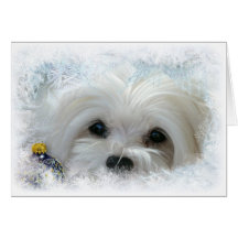Snowdrop the Maltese Christmas Card