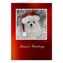 Snowdrop the Maltese Christmas Card