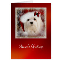 Snowdrop the Maltese Christmas Card