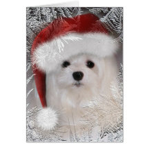 Snowdrop the Maltese Christmas Card