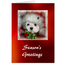Snowdrop the Maltese Christmas Card